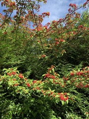 Cotoneaster × watereri