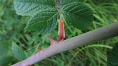 Rosa setigera