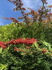 Cotoneaster × watereri