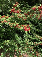 Cotoneaster × watereri