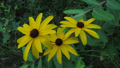 Rudbeckia fulgida