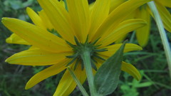 Rudbeckia fulgida