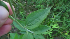 Rudbeckia fulgida