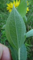 Rudbeckia fulgida