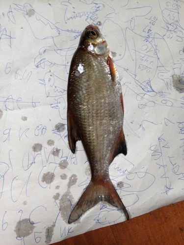Silver Bream × Common Roach
