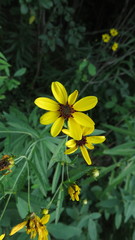 Coreopsis tripteris