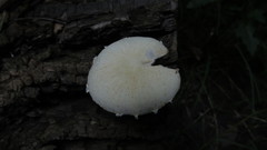 Agaricales