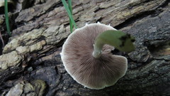 Agaricales