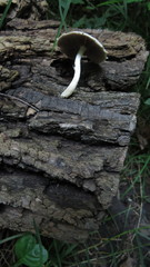 Agaricales
