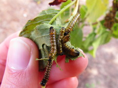 Oedemasia concinna