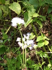 Conoclinium dissectum