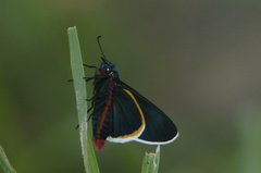Mysoria amra