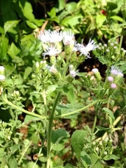 Conoclinium dissectum