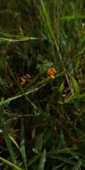 Smithia hirsuta