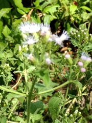 Conoclinium dissectum