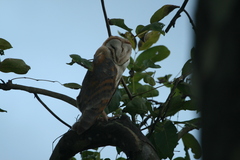 Tyto alba poensis