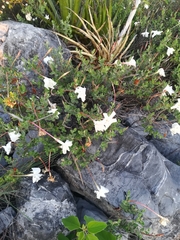 Acleisanthes