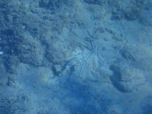 Dactylopterus volitans