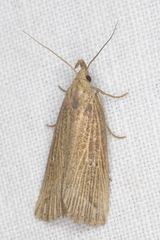 Macrochilo orciferalis