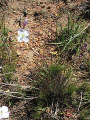 Heliophila carnosa