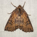 Serrated Crest-Moth - Photo (c) David Akers, some rights reserved (CC BY-NC), uploaded by David Akers
