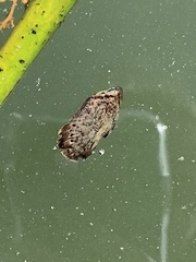 Lobotes surinamensis