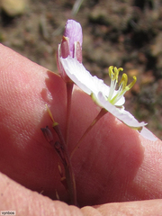Heliophila carnosa