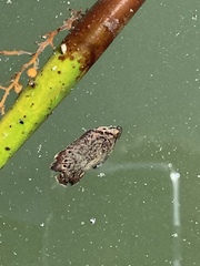 Lobotes surinamensis