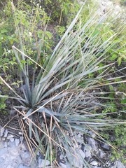 Dasylirion berlandieri