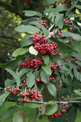 Photinia davidiana