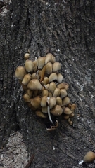 Coprinellus micaceus
