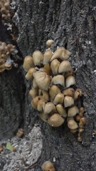 Coprinellus micaceus