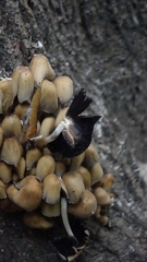 Coprinellus micaceus