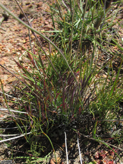 Heliophila carnosa