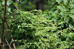 Lygodium japonicum