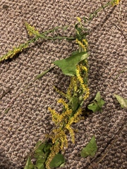 Angiospermae