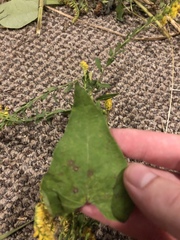 Angiospermae