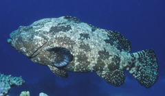 Epinephelus fuscoguttatus