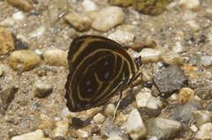 Callicore texa loxicha
