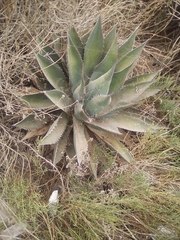 Agave shawii shawii