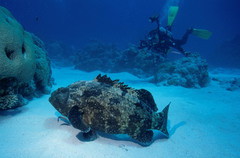 Epinephelus fuscoguttatus