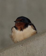 Hirundo rustica