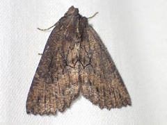 Nisista serrata
