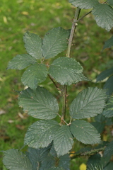 Rubus cissburiensis