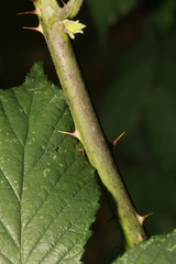 Rubus cissburiensis