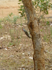 Campethera scriptoricauda