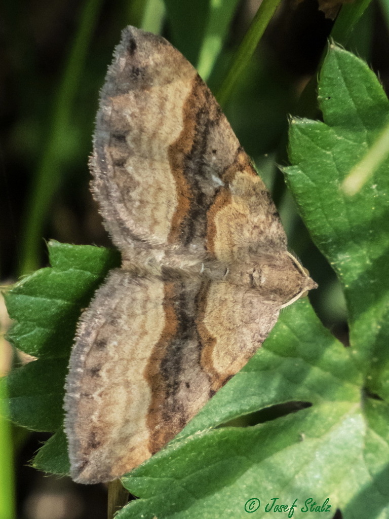 Scotopteryx