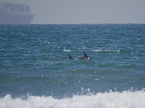 Tursiops truncatus