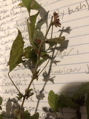 Angiospermae