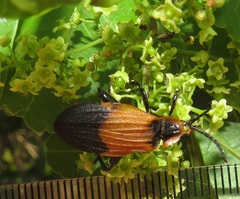 Searsia natalensis